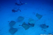 Pateobatis fai raie grise ambiance-Maldives Humale corner-4m-20240422-da-DSC_5731_tn